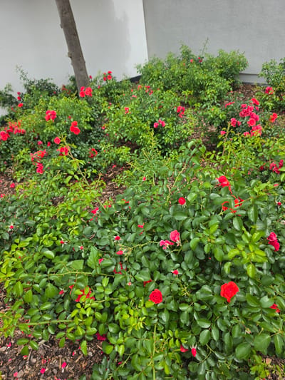 In Höxter, Germany, a close-up, eye-level shot captures a densely planted bed of red roses and their vibrant green foliage against a plain, light-colored wall. A thin tree trunk, rough in texture, ascends from the left side of the frame, partially obscuring the wall. The ground beneath the roses is covered in dark mulch, with a few scattered rose petals visible. The image is brightly lit, suggesting it was taken during daylight hours. No people are present in the frame.