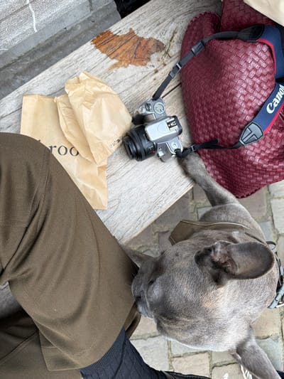 An overhead view captures a gray brindle French Bulldog nuzzling the lower leg of an individual, seated on an outdoor wooden surface in Ixelles - Elsene, Belgium. The individual wears olive-green trousers and black ribbed socks. Resting on the weathered wooden surface are two crumpled light-brown paper bags, one partially displaying "roo" text, and a silver mirrorless camera with a black lens and a blue-and-red "Canon" branded strap. Adjacent to the camera is a burgundy, textured bag. An irregular, dark liquid stain is visible on the wooden surface near the camera. Cobblestone paving is visible on the ground beneath the wooden structure. The French Bulldog is wearing a brown harness. No human faces or upper torsos are visible.