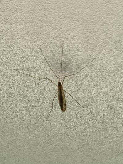 A crane fly is pictured resting on a textured, light-colored surface. The insect is brown with long, thin legs and visible wings. The background appears to be a wall or ceiling. No people are present in the image. The location is stated as Kyviškės, Lithuania.