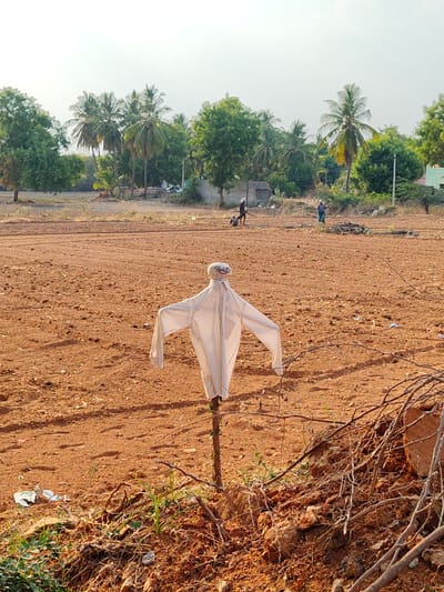 The image depicts a rural agricultural scene in Kammavaripalli, India. In the foreground, a scarecrow constructed from a white shirt and a wrapped head sits in a freshly plowed, reddish-brown field. The scarecrow is mounted on a wooden stake. Surrounding it at the base is a pile of dry branches, dirt, and some scattered trash. The midground features the plowed field, with visible linear tracks, leading to two people in the distance. One is walking, while the other appears to be kneeling or stooping over. Further back, a line of trees, including palm trees, forms the horizon. The sky is overcast and bright.