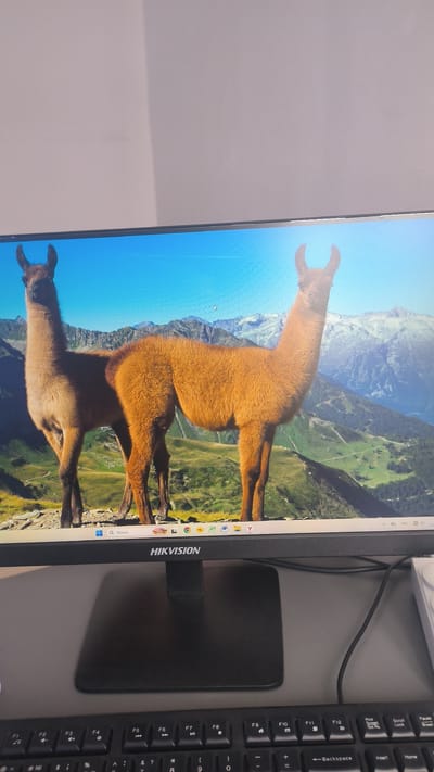 The image shows a computer monitor displaying a wallpaper of two llamas standing in a mountainous, grassy landscape under a bright blue sky. The monitor has a black bezel and a Hikvision logo. Below the monitor, a black keyboard is visible, with some keys showing partially. The background behind the monitor appears to be a light-colored, textured wall. There are no people or active interactions depicted in the scene. The image does not provide any information about the city of Булак-Башы, Kyrgyzstan.