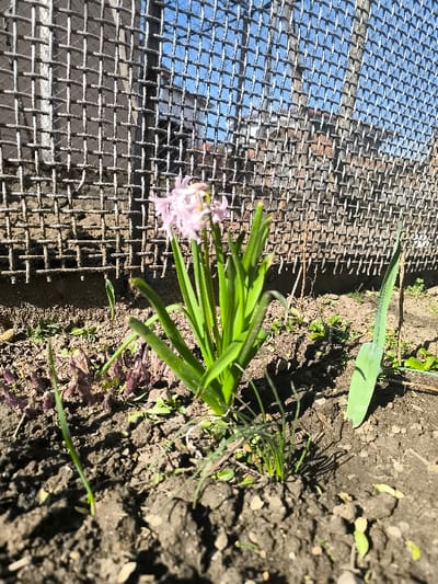 The scene, located in Cherniche, Bulgaria, depicts an outdoor ground-level view under direct sunlight. A solitary pink hyacinth plant, partially in bloom with a cluster of pale pink florets and vibrant green leaves, stands centrally in dark brown soil. To its immediate left, a patch of small plants with reddish-purple foliage is visible. A distinct, spade-shaped green leaf rests on the soil to the hyacinth's right. The immediate ground consists of loose soil with scattered green sprouts and dry debris. In the background, a weathered, coarse wire mesh fence extends horizontally across the frame. Beyond the fence, a blurred structure and clear blue sky are discernible. Pronounced shadows are cast on the ground by the vegetation and the fence, indicative of direct illumination.