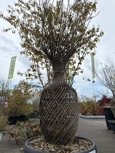 This image, taken in Aubange, Belgium, depicts an outdoor scene at what appears to be a garden center or plant nursery. The central subject is a large, elaborate plant display featuring a living plant growing within a decorative, dark brown woven willow or wicker structure. This structure is shaped like an hourglass or a stylized vase, with a wider base and top connected by a narrower, twisted middle section. Numerous thin, branched stems with small, dark green leaves emerge from the top of the wicker structure, fanning outwards against an overcast sky.
The plant and its decorative frame are housed in a large, dark gray or black pot filled with light-colored gravel or small stones. The pot rests on light gray interlocking pavers. In the background, other potted plants and trees are visible, some with bare branches suggesting late autumn or winter, while others display reddish or green foliage. Several black plant pots are also discernible in the background.
The sky is bright but overcast, with visible clouds, indicating daytime. Two green flags or banners with white text are visible. The text on these banners, though appearing mirrored or reversed in some sections due to angle or being viewed from the back, clearly reads "Ma Jardinerie", suggesting the name of the garden center. No specific activity is taking place; the image captures a static display of plants for sale.