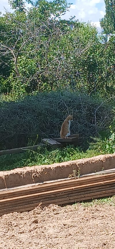The image shows an orange and white cat standing on a wooden structure in a natural outdoor setting. The cat is facing away from the camera, looking towards a dense green bush. Behind the bush, trees with green leaves are visible, along with a cloudy sky. To the right of the scene, there are stacked wooden planks with a rough, textured surface. The lighting suggests it is daytime. The setting appears to be a rural or semi-rural area, possibly a garden or yard, with elements of nature and construction materials. There is no visible text in the image.