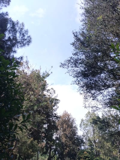 A ground-level view upwards showcases a bright sky framed by various trees. Dark green foliage dominates the left, contrasting with the slightly lighter trees in the middle and right. The branches weave together, creating a natural canopy with glimpses of sky visible between them. The perspective emphasizes the height and density of the trees, evoking a sense of being surrounded by nature.