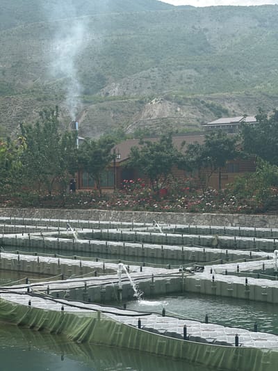 This landscape-oriented image captures a scenic and operational outdoor environment, likely in Miatli, Russia.
In the foreground, a large body of water, possibly a reservoir or lake, features an extensive aquaculture facility. Numerous parallel, modular structures, appearing as white or grey floating platforms, are visible across the water. These structures are interconnected and incorporate netting, forming enclosures for fish farming. Several areas within these enclosures show water splashing, suggesting active aeration or water circulation.
A stone wall delineates the edge of the water, separating it from the land. Behind this wall, amidst dense green foliage and trees, are several rustic wooden buildings, resembling cabins or lodges, each with a grey roof. A vibrant garden with numerous pink, red, and yellow flowering bushes adds color to the area surrounding the buildings. From a chimney on one of these buildings, a distinct plume of white smoke or steam rises, indicating active operations or heating.
The background is dominated by a vast, steep mountainside, thickly covered in green vegetation, characteristic of a rugged, natural landscape. The overall scene is cast in diffused daylight, with a noticeable haze or mist contributing to the atmospheric effect, particularly towards the distant mountains. No people are visible, and there is no discernible text in the image.