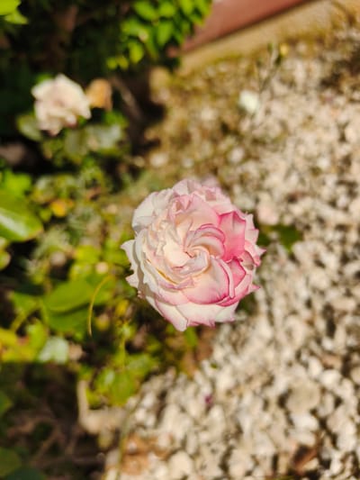 A single, delicate rose, predominantly white with soft pink edges, is the central subject of this close-up photograph. The rose's petals are intricately layered, with a gentle swirl visible in its center. It is positioned on the right side of the frame, against a backdrop of dappled sunlight illuminating a surface of light-colored gravel and soil. To the left, out of focus, are lush green leaves and the hint of another, less distinct rose bloom, suggesting a garden setting. The scene appears to be outdoors, likely in a garden or a landscaped area. The focus is sharpest on the main rose, with the background elements progressively blurring. The lighting suggests a sunny day. The location is specified as Dehesa De Campoamor, Spain.