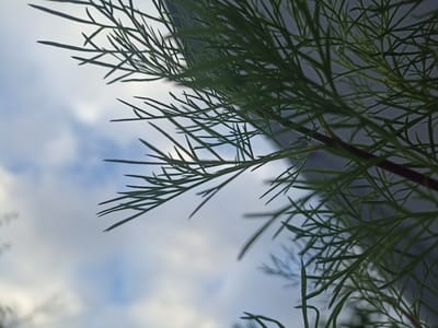 A close-up, low-angle shot shows green, feathery leaves of a plant against a cloudy sky. The leaves are in sharp focus, their delicate structure clearly visible. A few branches of the plant extend into the frame, with one darker stem visible towards the right. The sky behind is a mix of light blue and white clouds, suggesting it is daytime. The perspective suggests the photo was taken looking upwards from near the ground, with the plant obscuring part of the sky. There are no people or text visible in the image.