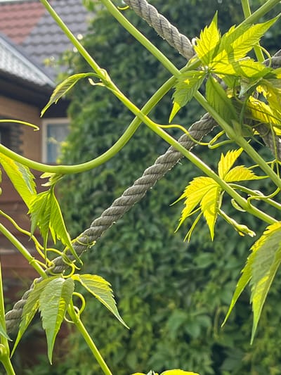 In Сухая Балка, Russia, a close-up shot focuses on a climbing plant with vibrant green leaves and thin, tendril-like vines. A thick, woven rope runs diagonally across the frame, serving as a support for the plant. Sunlight filters through the leaves, creating a bright, illuminated effect on some of them, while others are in shadow. In the background, a blurred image of a residential building with a dark, tiled roof and a window can be seen, along with dense green foliage. The overall scene captures a moment of natural growth intertwined with man-made structures.
