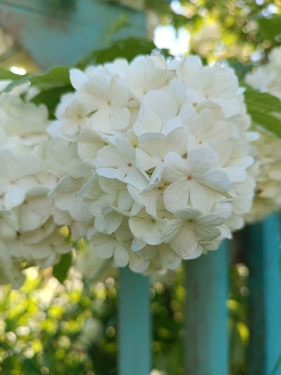 In Krasnopol'ye, Russia, a close-up, eye-level shot captures a cluster of white snowball hydrangeas in full bloom. The flowers are the primary focus, their delicate petals unfurling in a spherical arrangement. Behind the blossoms, a bright turquoise fence provides a stark, solid contrast to the soft organic forms of the flowers. The background is a soft blur of green foliage and dappled sunlight, suggesting an outdoor setting, possibly a garden or park. The overall impression is one of natural beauty set against a man-made element.