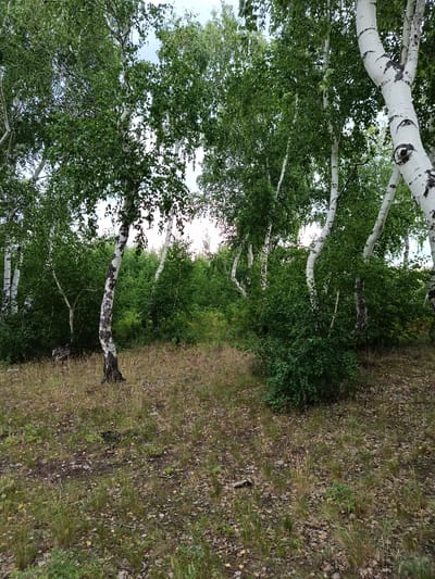 The image depicts a stand of birch trees with distinctive white bark and dark markings, set within a naturalistic environment. The foreground is covered with dry grass, fallen leaves, and some scattered greenery. In the midground, dense green bushes and smaller trees are visible. The background consists of more birch trees and a lush growth of foliage, suggesting a woodland or park area. The sky is overcast and pale, indicating a natural lighting condition. There are no people or animals present in the scene. The overall impression is one of a natural, undeveloped landscape. The description of the location within the city of Imeni Tel'mana Nomer Tretiy, Kazakhstan, is provided as factual context for the image.