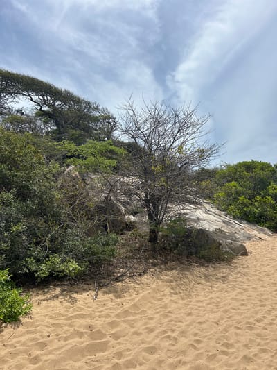 The image depicts a sandy terrain with vegetation and rocks, under a cloudy sky. In the foreground, there is a sandy path with ripples from wind or water. To the left of the path, there is a cluster of green bushes. The middle ground features a rocky incline with sparse vegetation and a dry, leafless tree. The background consists of more greenery and trees, with a light blue sky filled with wispy clouds. The scene appears to be a natural, outdoor environment, possibly a coastal area or a wilderness trail.