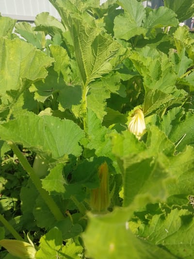 The image shows a close-up view of a zucchini plant with large, green, textured leaves and two yellow zucchini blossoms. One blossom is partially open and is located towards the center-right of the frame, while another unopened blossom is visible in the lower-left corner. The plant is growing outdoors, with a hint of a white fence or building in the upper left background and some other green foliage and possibly soil visible beneath the zucchini plant. The scene is well-lit by natural sunlight, casting shadows on the leaves and highlighting the veins and texture. No people or animals are visible in the image. The location is Nizhneye Myachkovo, Russia.
