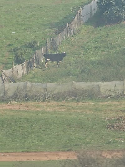 This image displays a rural landscape situated within the city of Ameur, Morocco. A single Holstein-Friesian cow, primarily black with white markings on its underbelly and legs, stands on a grassy incline in the mid-ground, facing right. An ear tag is discernible on the cow's left ear. Behind the cow, a makeshift fence, constructed from wooden posts and a light-colored netting material, diagonally ascends from the lower-left to the upper-right, dividing the grassy terrain. A secondary, less defined barrier, formed by a horizontal accumulation of branches and brush, is present in the mid-ground. The environment consists of green pastureland interspersed with patches of exposed brown earth and sparse vegetation. Trees are visible in the upper-right portion of the frame, while out-of-focus vegetation occupies the lower foreground. The scene is illuminated by diffuse ambient light.