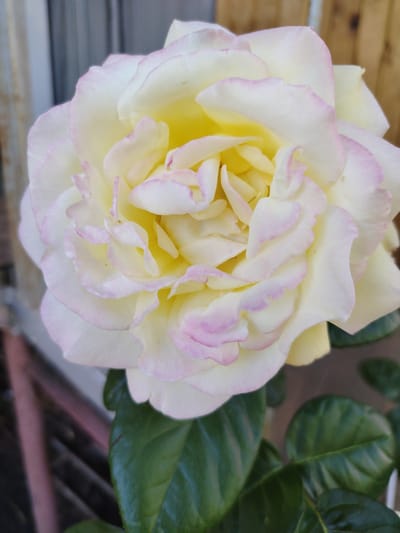 A close-up, top-down view shows a pale yellow rose with pink-tinged edges on its petals. The rose is in full bloom and fills most of the frame. The background is blurred, with hints of green leaves and what appears to be a wooden fence or structure. The lighting suggests it is daytime. The image was taken in Kozare, Bulgaria.