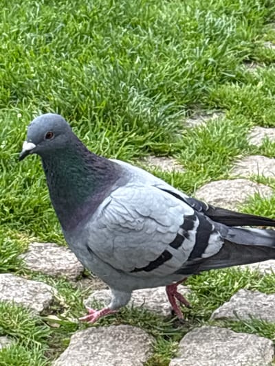 A pigeon, viewed from above and slightly to the side, is foraging on the grass next to a paved path or area in Aachen, Germany. The pigeon has a dark grey head and neck, a grey back with darker barring, and pink feet. The paved area appears to be made of irregularly shaped stones or tiles. The grass is bright green and dense. The scene is brightly lit.
