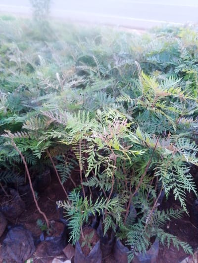 The image displays an outdoor plant nursery situated in Nachu ward, Kenya. The scene is dominated by a dense arrangement of numerous young saplings, each cultivated within individual black plastic planting bags. The saplings exhibit slender stems and delicate, pinnate foliage, primarily green with newer growth showing reddish-bronze hues. The black planting bags are densely clustered on dark soil. The background is out of focus, revealing blurred green vegetation and a horizontal light-colored line consistent with a distant road or pathway. No individuals, actions, or direct interactions are visible within the frame.
