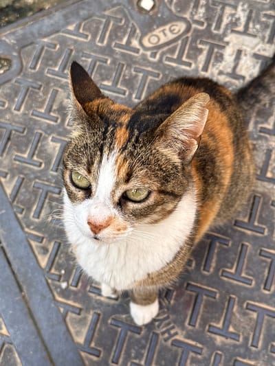 A calico cat sits atop a gray metal utility cover in Rethymno, Greece. The cover is textured with raised "T" shapes and includes the inscription "OTE." The cat is looking up, with green eyes and a mix of white, brown, and black fur. It has a white patch on its chest and a white paw. The environment is urban, and the lighting suggests daylight.