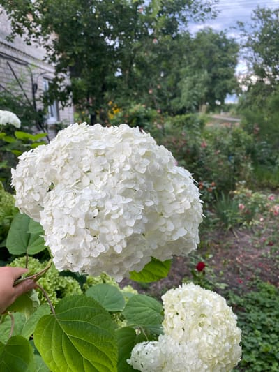 In Pletenyi Tashlyk, Ukraine, a close-up shot captures a large, round cluster of white hydrangea flowers dominating the foreground. The blooms are densely packed with individual petals, creating a textured, pom-pom-like appearance. A person's hand is visible on the left side, gently touching the stem of the hydrangea. In the background, lush green foliage and smaller white flower clusters are present. Beyond the garden, a light-colored building with visible brickwork and a window can be seen, partially obscured by trees. The overall environment suggests a residential or garden setting on a bright, possibly overcast day, with hints of other flowering plants and a path or road in the distance.