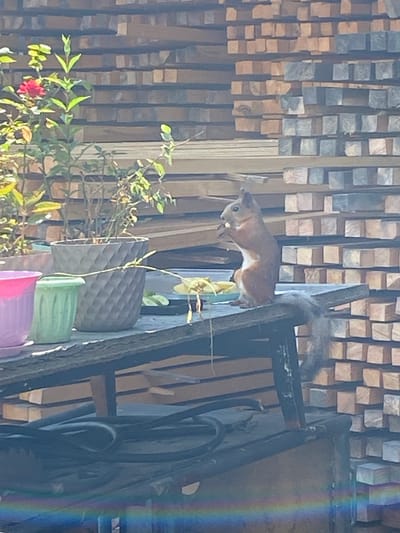 The image shows a squirrel on a table. The squirrel is eating something. In the background, there are stacks of wood. There are also some potted plants and a rose bush. The scene appears to be outdoors, possibly in a garden or yard. The lighting suggests it is daytime. The image does not provide any information to indicate the location in the city of Znamenka, Russia.