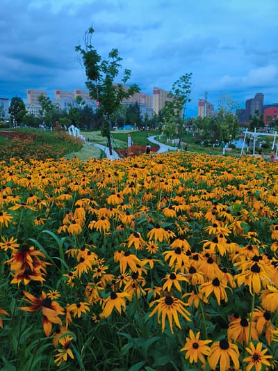 A field of yellow Black-Eyed Susan flowers in bloom fills the foreground of an outdoor scene. The flowers are densely packed and extend towards the horizon. Behind the flowers, a park area is visible with people walking along pathways and sitting on the grass. Trees and some low-lying orange flowers are scattered throughout the park. In the background, modern buildings with distinct architectural features and varying heights are silhouetted against a cloudy, twilight sky. The overall atmosphere suggests an urban park setting in Jiguan District, China, during the evening.