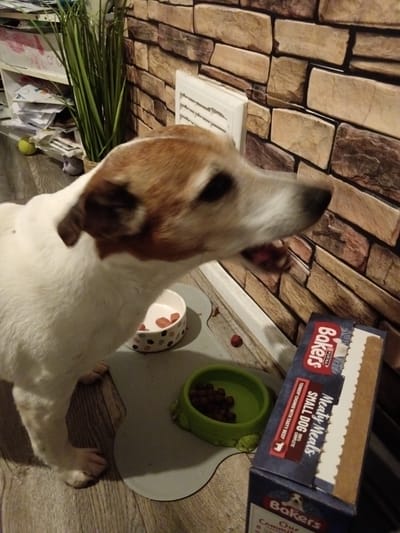In Bloxwich, United Kingdom, a medium-sized, short-haired dog, predominantly white with brown markings on its head and ears, is positioned in the foreground, facing to the right with its mouth open. The dog is standing on a wooden floor, partially on a light gray placemat. In front of the dog are two pet bowls: a white ceramic bowl with a floral pattern containing small pink items, and a green plastic bowl filled with dark brown kibble. To the right of the dog and the bowls is a blue and white box of "Bakers Meaty Meals" dog food. In the background, a wall covered in a faux brick wallpaper is visible. To the left, a shelf unit is cluttered with papers and a tall green artificial plant. The scene appears to be an indoor domestic setting, likely a home.