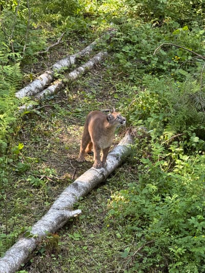 A cougar stands on a fallen log in a wooded area with lush green foliage. The cougar is facing to the left, looking upwards and to the right with its head slightly tilted. Its fur is a tawny brown color. The log it is standing on is weathered and grey, with bark peeling in places. Several other fallen logs are visible in the background, as well as dense undergrowth with green leaves and some small yellow flowers. The scene appears to be a natural, wild environment. This image was taken in the city of Klemyatino, Russia.