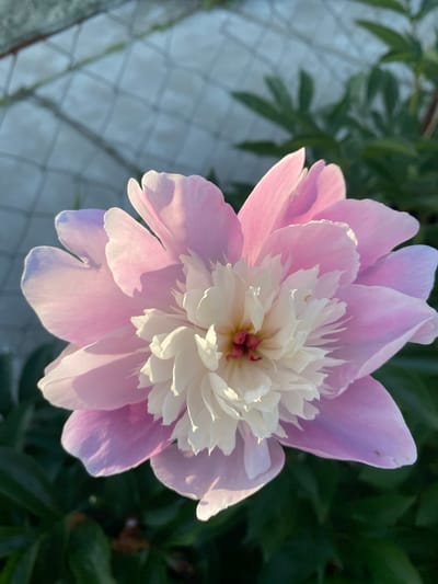 A close-up, overhead shot captures a fully bloomed pink and white peony flower. The flower's outer petals are a soft pink, fading to a lighter hue at their edges, while the center is a dense cluster of white, ruffled petals. The flower is positioned against a blurred background of dark green foliage and a light-colored, netted structure, possibly a fence or netting. Sunlight illuminates the flower, casting soft shadows and highlighting the delicate texture of the petals. There are no people visible in the image. The scene appears to be outdoors, likely in a garden setting.