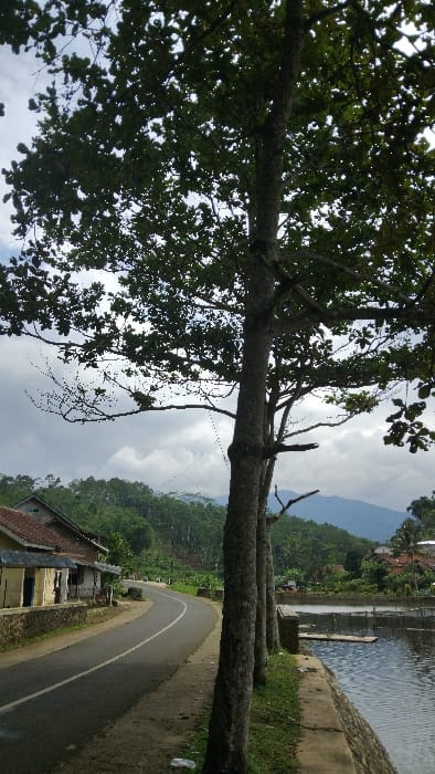 The image presents a serene, rural landscape, likely in Kecamatan Panjalu, Indonesia. The scene is dominated by a large, mature tree with a robust, textured trunk and dense green foliage, positioned prominently on the left side of the frame. Its branches extend broadly, partially obscuring the sky above.

Below the tree canopy, an asphalt road with a distinct white center line curves gently to the right, disappearing into the distance. Several other tree trunks line the left side of this road. To the right of the road, a narrow strip of green grass and dirt separates it from a calm body of water, possibly a river or canal, which runs parallel to the road and features some simple concrete structures along its bank. A small white plastic bottle is visible on the grassy shoulder near the road.

The mid-ground and background reveal a vista of rolling hills and mountains, densely covered with lush, tropical vegetation, indicating a rich natural environment. Simple houses with varying roof colors are scattered discreetly among the greenery, particularly along the road and near the water, blending into the rustic setting. The sky is partly cloudy, with patches of bright light and softer, overcast areas, suggesting a daytime scene, possibly late morning or early afternoon. The overall atmosphere of the image is tranquil and picturesque, capturing a slice of peaceful rural life amidst abundant nature. There is no explicit activity or visible text within the frame.