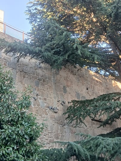 This is a medium shot, low-angle photograph of a stone wall partially obscured by trees. The wall is constructed of rough-hewn, irregularly shaped stones in shades of brown and grey, mortared together. The stones are laid in a somewhat haphazard pattern, with visible variations in size and texture. Sunlight filters through the dense green foliage of conifer trees, casting dappled shadows across the wall and creating a textured effect. The leaves of the trees are a deep green, and some appear to be pine needles or similar foliage. In the foreground and lower right, there is a section of lush green shrubbery with small dark berries.
In the upper left of the image, a section of a metal fence with a diamond pattern is visible against a clear, bright blue sky. The lower left of the image shows a hint of a white building. There are several small, dark objects scattered on the stone wall, some of which appear to be birds, possibly pigeons, perched on ledges or crevices.
The lighting suggests it is daytime, with the sun casting strong shadows. The overall atmosphere is natural and somewhat rustic, hinting at an outdoor setting perhaps in a garden or courtyard adjacent to an older stone structure. The lack of human subjects and the focus on the natural elements and architectural detail give the image a serene, quiet feel. The location context points to Ávila, Spain, suggesting a historical or traditional architectural style. There is no visible text in the image.