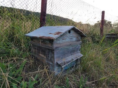 The image shows an old, weathered wooden beehive situated in a grassy area next to a chain-link fence. The beehive has a sloped, metal roof that is rusted and peeling. The wooden body of the hive is painted in faded shades of blue and gray, with visible wear and tear. There is a small circular opening on the front of the hive, and a landing board below it. The surrounding environment is overgrown with dry, tall grass, and some green vegetation. In the background, a hill covered in trees is visible, with a clear sky above. A rusty metal post is present, supporting the fence. The scene appears to be in a rural or semi-rural setting.