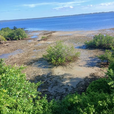 The image presents a daytime coastal scene in Tanga, Tanzania, viewed from an elevated perspective overlooking a tidal flat and a bay. The sky is clear blue with scattered white clouds, indicating bright sunlight.
In the immediate foreground, dense, vibrant green foliage obscures the ground below the vantage point. Directly beyond this foliage, a wide expanse of exposed, muddy-sandy tidal flats stretches towards the bay, characterized by an uneven, textured surface of brownish-gray sediment. Numerous shallow pools of water are visible across the flats, reflecting the blue sky. Several clusters of green mangrove trees and shrubs, some with visible prop roots, are distributed across the tidal flat. Patches of darker, wetter sediment and a few bare tree stumps are also present.
The midground is dominated by a large body of calm, deep blue water, consistent with a bay or harbor. A small white boat with a reddish sail or detail is present on the far left side of the water. To the right, a white speedboat traverses the bay, leaving a distinct white wake behind it.
The distant horizon features a low-lying landmass across the bay, marked by a dark green band of vegetation. Prominently visible on this distant shoreline are multiple large, light-colored cylindrical storage tanks and associated industrial structures, suggesting the presence of a port or industrial facility. No individuals or direct human interactions are depicted within the scene.
