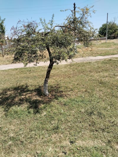 An outdoor, full shot captures a lone, mature tree with a white-painted base, standing in a grassy area under a clear blue sky. The tree, with its sparse green leaves and dark branches, casts a distinct shadow on the ground. A dirt path is visible behind the tree, curving to the left, bordered by dry vegetation and a low, light-colored wall in the distance. Utility poles with visible wires are scattered across the background, suggesting an urban or semi-urban environment. The overall scene depicts a sunny day in a dry, grassy landscape. The provided hints offer closer views of the tree's foliage, branches, the surrounding vegetation, and the utility poles.