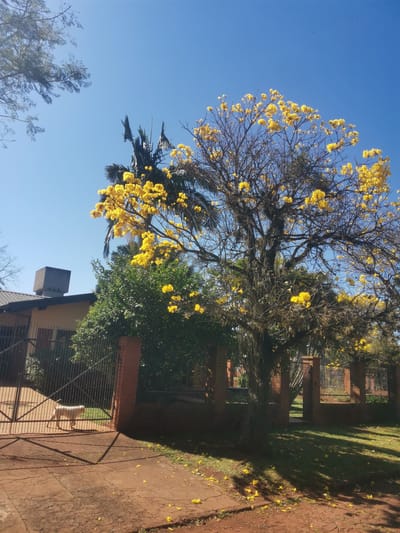 This image, taken in the city of Obligado, Paraguay, captures a bright, sunny day with a clear blue sky. In the foreground, a red dirt pathway is visible, with scattered yellow petals from a flowering tree. To the left, a metal gate with brick pillars guards the entrance to a property. A light-colored dog stands just inside the gate, facing away from the camera. Beyond the gate, a single-story house with a tiled roof and a visible water tank on top is partially obscured by lush green foliage.
Dominating the center and right of the image is a large tree covered in vibrant yellow flowers. Its branches are bare in many places, interspersed with hanging moss-like material. Behind this tree, more fencing and greenery are visible, suggesting a residential area. Palm fronds from another tree are visible behind the flowering tree. The overall scene depicts a well-kept suburban environment on a clear, sunny day, characterized by blooming flora.