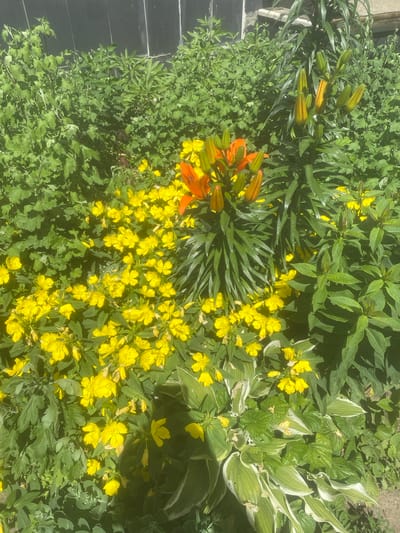 In the city of Molokovo, Russia, an outdoor scene depicts a garden bed filled with various plants and flowers. Dominating the composition are clusters of bright yellow flowers, possibly St. John's Wort or similar ground cover, interspersed with the lush green foliage of other plants. Towards the center and right of the frame, a lily plant stands tall, displaying several closed orange buds and some partially opened orange flowers. The background is occupied by dense green foliage and a dark, possibly painted, wall or fence. The lighting suggests a bright, sunny day, casting shadows and highlighting the vibrant colors of the flora. No people or animals are present in the image.