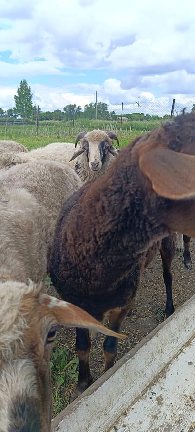 The image shows a close-up view of several sheep in an outdoor enclosure. The sheep are the primary subjects, with a few partially visible. One sheep in the center is facing the camera, with its head held high. It has light-colored wool, dark markings around its eyes, and curved horns. Another sheep in the foreground is mostly obscured, with its dark brown wool and ear prominently featured. Other sheep with lighter wool are visible behind the central sheep.
The setting appears to be a rural area, likely a farm or pasture, in Каменное, Russia. In the background, a wooden fence and wire fencing are visible, along with scattered trees and vegetation. The sky is cloudy with patches of blue. The ground is covered with dry grass and some scattered straw, suggesting an outdoor pen or feeding area.
The time of day appears to be daytime, given the natural lighting. The weather seems to be partly cloudy. There is no visible text in the image. The overall impression is of a candid shot of farm animals in their environment.
