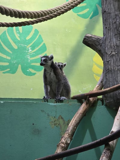 The image shows two lemurs clinging to a green wall, which appears to be part of an enclosure in a zoo. The wall is decorated with large green tropical leaf designs on a light green background. There is also a thick rope hanging vertically on the left side of the image, and wooden branches and a simulated tree trunk structure above the lemurs, adding to the enclosure-like setting. The location is unknown, as Uspenskii, Russia, is not indicated in the image itself.