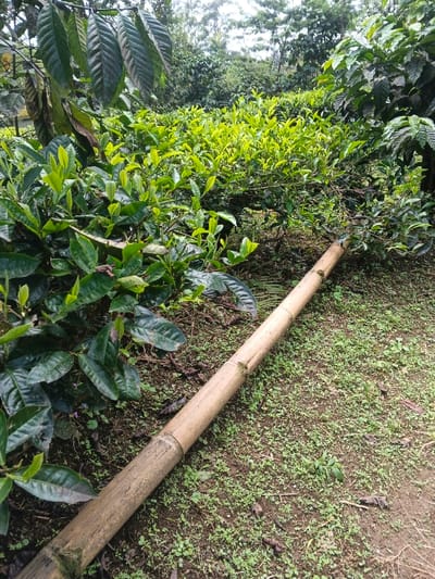 Lush green vegetation dominates the scene, featuring coffee and tea bushes. A thick bamboo stalk rests on the ground amidst the greenery. The area appears to be a cultivated field, likely for tea and coffee production. Sunlight filters through the leaves, creating a soft, natural ambiance. The ground is covered with small plants and scattered debris.
