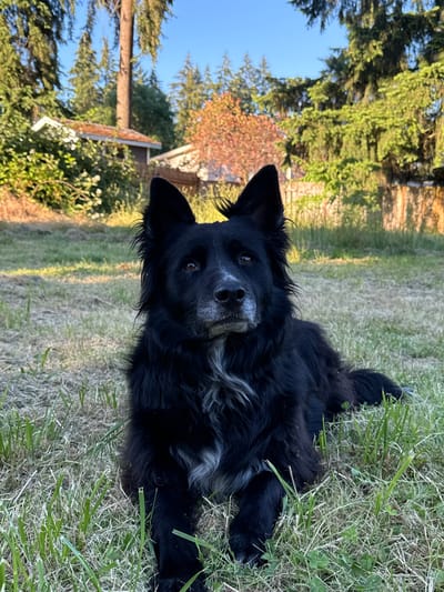 A medium shot, eye-level vertical photograph shows a black and white long-haired dog lying on a grassy lawn in a backyard in Graham, United States of America. The dog is facing forward, looking at the camera with its head turned slightly to the right. Its fur is black with white markings on its face, chest, and paws. The dog's ears are pointed upwards, and its tail is extended to the right. The background consists of a variety of trees, including tall evergreen trees and a tree with red leaves. A portion of a house with a red roof and a wooden fence are also visible in the background. The lighting suggests it is late afternoon, with the sun casting long shadows.