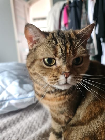 A close-up, eye-level, full shot focuses on the face of a tabby cat. The cat is positioned in the center of the frame, looking directly at the camera. Its fur displays a pattern of brown and black stripes, with some lighter orange and white markings on its face, particularly around its nose and whiskers. The cat's green eyes are alert and open. Its ears are pointed upwards and slightly tilted. The background is blurred, but suggests an indoor setting with a light-colored wall and some indistinct objects hanging on what appears to be a closet door. To the left of the cat, a portion of a blue quilted surface is visible, possibly a pillow or cushion. The overall lighting is soft, highlighting the cat's features. There is no information available to determine the location within the city of Bavly, Russia.