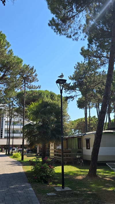A seagull is perched on top of a black lamppost in a sunlit park in San Michele al Tagliamento, Italy. The lamppost stands on a paved walkway. Behind the lamppost, a palm tree and other green trees are visible. In the background, there are several mobile homes with decks and a building. The sky is clear and blue.