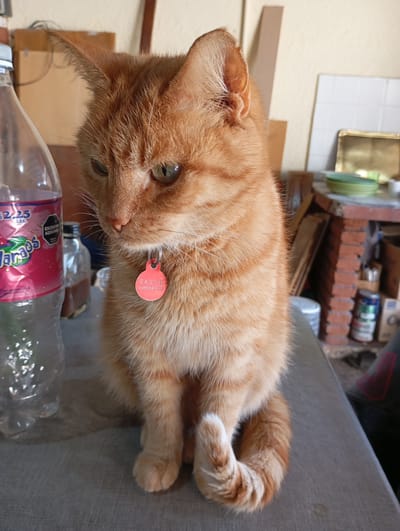 An orange tabby cat with a pink tag on its collar is sitting on a grey surface. The cat is looking to its left with its head tilted. The tag has the name "RASTIK" engraved on it, along with some numbers below. To the left of the cat is a clear plastic bottle with a pink label. The bottle is partially filled with a clear liquid and has some water droplets on its exterior. In the background, there are shelves with various objects, including what appears to be a brick structure, some cans, and plates. The lighting suggests it is daytime.