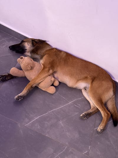 A tan-colored dog lies on a marble floor next to a white wall, with its head against the wall. The dog is clutching a stuffed bear. The location is an interior space in the city of Ariel, Palestinian Territories.
