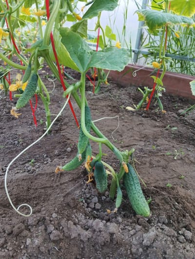 This media file shows a close-up, eye-level view of cucumber plants growing in a greenhouse. The foreground is dominated by dark soil with a few small green sprouts and rocky textures. Several green cucumbers in various stages of growth hang from the vines, supported by thin red stakes. Yellow flowers are also visible on the plants. The background reveals the interior of a greenhouse, with the corrugated plastic roofing and framing structure visible, suggesting a controlled environment for plant cultivation. The lighting suggests it is daytime, likely sunny, given the bright highlights on the leaves and cucumbers. The overall scene depicts a healthy, growing cucumber patch within a greenhouse in Suvorov, Russia. There is no visible text in the image.