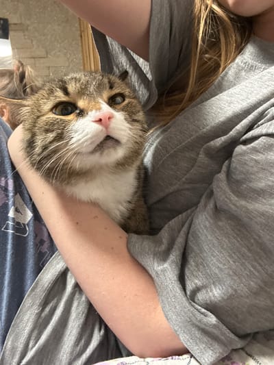 An indoor scene in Krasny Klyuch, Russia, features a domestic tabby cat held in the arms of an individual. The cat, with brown, grey, and white fur and a visible ginger patch above its right eye, exhibits a cloudy appearance in its left eye and flattened ears, looking slightly left of the camera. The primary individual's fair-skinned left arm supports the cat, while their torso is clad in a grey long-sleeved garment. Long, light-colored hair belonging to this individual is visible on the right side of the frame. In the blurred background, a second individual's arm and partial head are visible on the left, wearing a blue shirt with a purple and white graphic. A light-colored brick wall and wooden trim are discernible in the deep background.