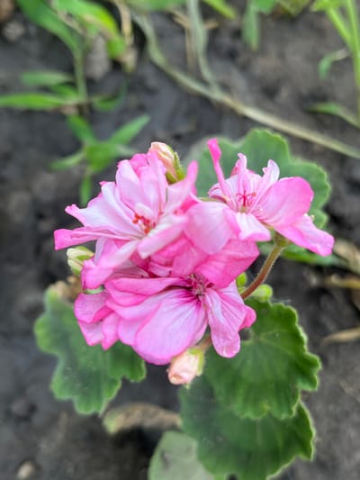 A close-up, high-angle shot captures a cluster of pink geranium flowers in Martuk, Kazakhstan. The flowers are in focus, with their delicate petals and stamens clearly visible. The background consists of blurred green foliage and dark soil. There are no people or animals present in the image. The lighting suggests an outdoor setting, likely during daylight hours.