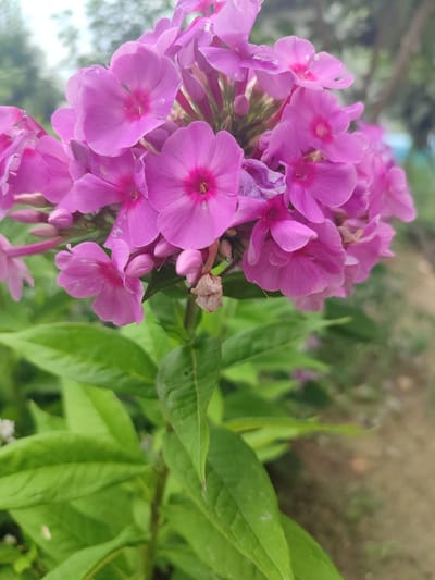 A cluster of vibrant pink phlox flowers is the primary subject, captured in a close-up, vertical orientation. The flowers, with their delicate, five-petaled blossoms and darker pink centers, are tightly grouped at the top of the frame. Some buds are visible, along with a few dried, spent flower remnants. Lush green foliage forms the lower and background elements of the image, with some leaves appearing sharp and in focus, while others are softly blurred. The overall environment suggests an outdoor garden or natural setting. The image does not contain any people or discernible city-specific landmarks that would place it in Жаңы-Абад, Kyrgyzstan.