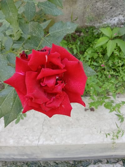 A close-up, eye-level shot captures a single, fully bloomed red rose with velvety petals. The rose is positioned slightly to the left of the frame, with its vibrant red contrasting against a background of lush green foliage. The leaves of the rose plant, a muted green and slightly dusty, are visible to the left and behind the bloom. To the right and further back, a cluster of smaller green plants with tiny white flowers creates a softer, less defined background. A textured, light-colored concrete surface runs across the lower half of the image, with a darker, rougher surface visible at the very bottom. The scene appears to be outdoors, likely in a garden or natural setting within the city of Жошук, Kyrgyzstan. No people or specific actions are depicted.
