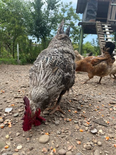 A close-up, low-angle shot shows a rooster with mottled grey and white plumage foraging on a gravelly ground scattered with corn kernels. The rooster's bright red comb is prominent as it pecks at the ground. In the background, other chickens, including a brown hen, are visible near a wooden chicken coop with a ladder. Trees and foliage form the backdrop, suggesting an outdoor, rural setting. The image appears to be taken in ღრმაღელის თემი, Georgia, based on the provided context.