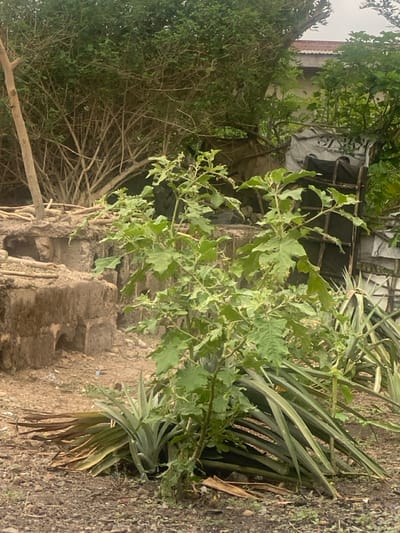 This image depicts an overgrown outdoor area in Idiroko, Nigeria, under an overcast sky.
In the foreground, dry, reddish-brown soil with scattered debris covers the ground. A prominent green plant with broad, irregularly lobed leaves and small, round green fruits, resembling an African eggplant (solanum species), stands centrally. Surrounding this plant, multiple pineapple plants are present; some exhibit vibrant green, spiky foliage, while others have older, yellowish, and dried leaves lying on the ground.
The midground features a weathered, dark brown concrete structure, possibly a partially demolished wall or foundation, with visible hollows or openings. To the right of this structure, a makeshift barrier or enclosure is visible, constructed from dark and light-colored tarpaulins or plastic sheeting, including a piece with partial white text ("TIONAL..."), secured by visible wooden frames.
The background is dominated by dense green foliage from numerous trees and shrubs. A slender, light-brown tree trunk stands on the left, behind which an extensive tangle of bare, intertwining branches is visible. On the right side, a segment of a building, characterized by a reddish-brown tiled roof and a light-colored wall, is partially discernible through the dense vegetation. No individuals, animals, or active interactions are present in the scene.